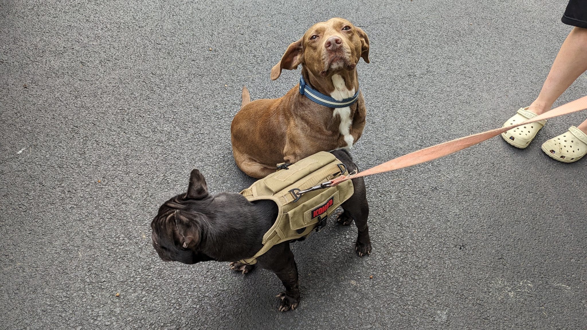 After house fire, Highland Park family reunites with pets