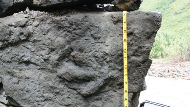 Scientists find dinosaur tracks in Alaska that may give new insight into ecosystem