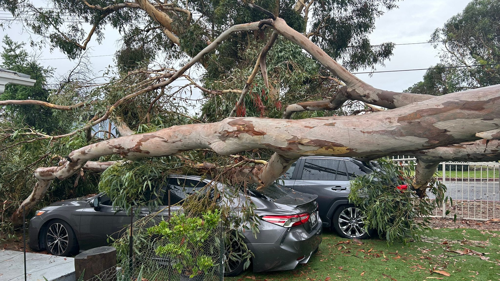 Sun Valley cars crushed by falling tree