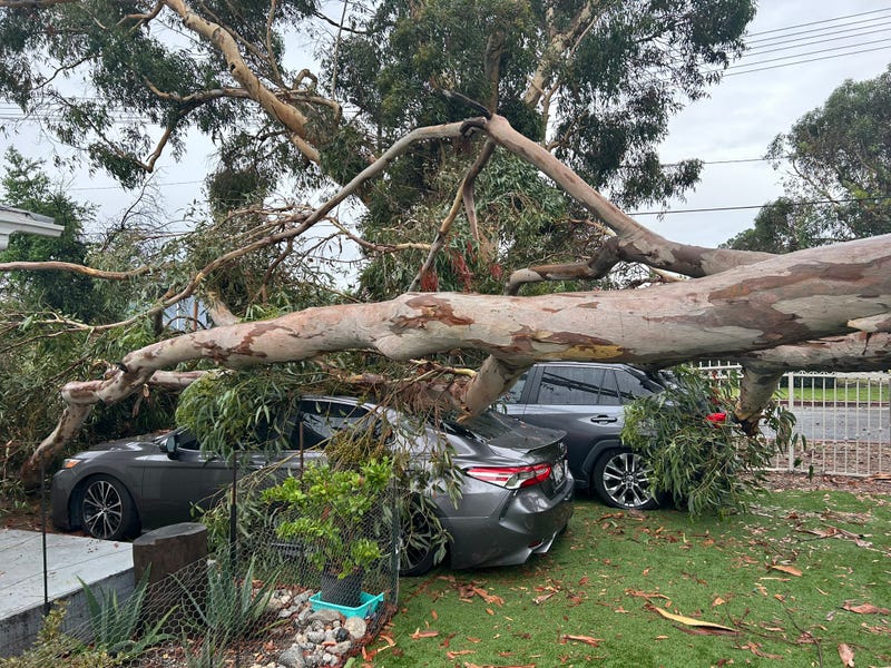 massive tree branch crushing two cars in a front yard