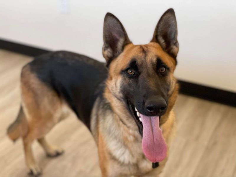 Miso, a one and a half year old large mixed breed dog up for adoption through ARE Animal Rescue