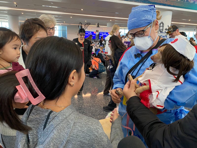 passengers surround a dog dressed as a nurse