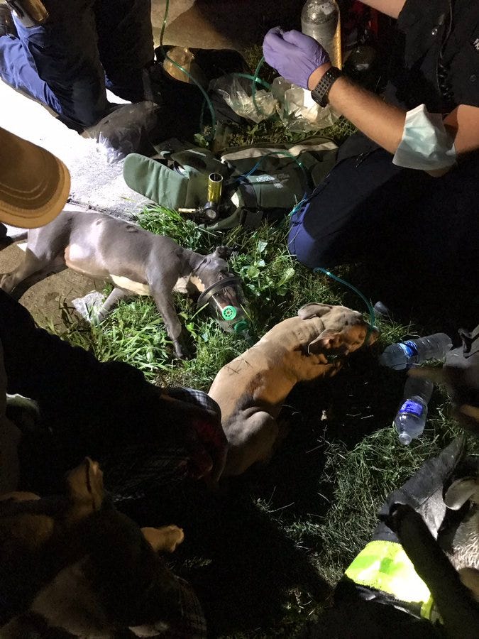 Four puppies were rescued after a fire broke out in a vacant building early Thursday in Fuller Park on the South Side.