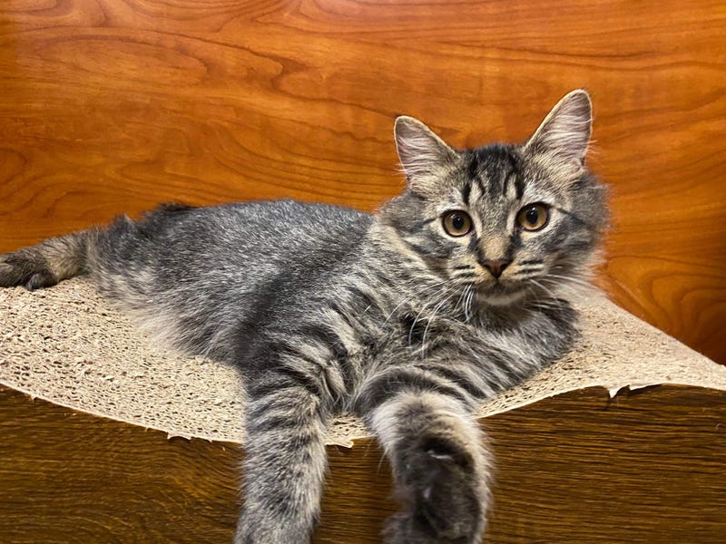 Tommy Boy, a five month old kitten up for adoption through ARE Animal Rescue in Hemet