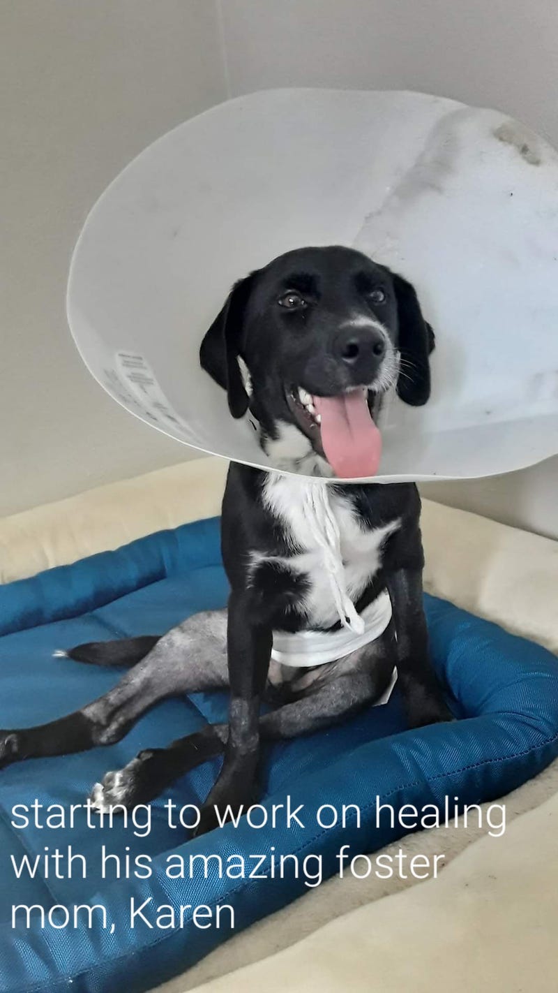 Lety took a picture of Blue while recovering