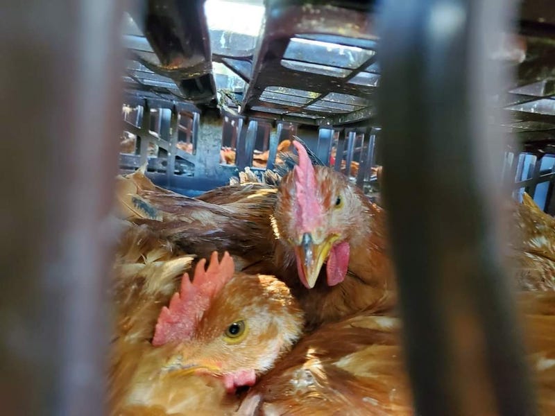Chicken rescue