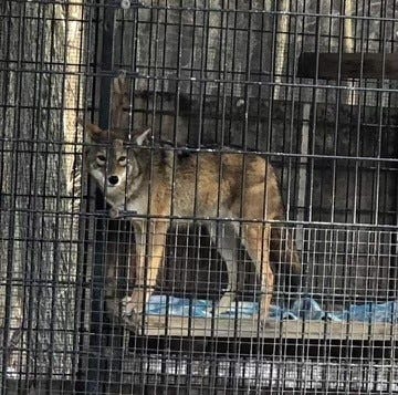 Rocky the coyote