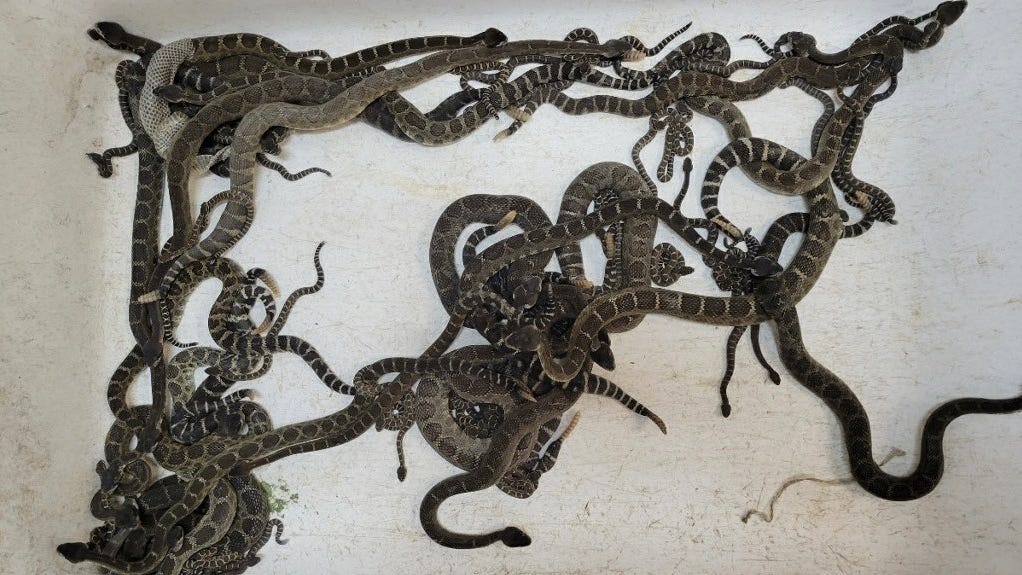 PHOTOS: 92 rattlesnakes found under woman's home