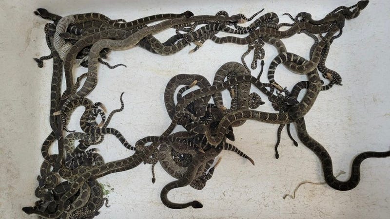 92 rattlesnakes were found under a Santa Rosa woman's home.