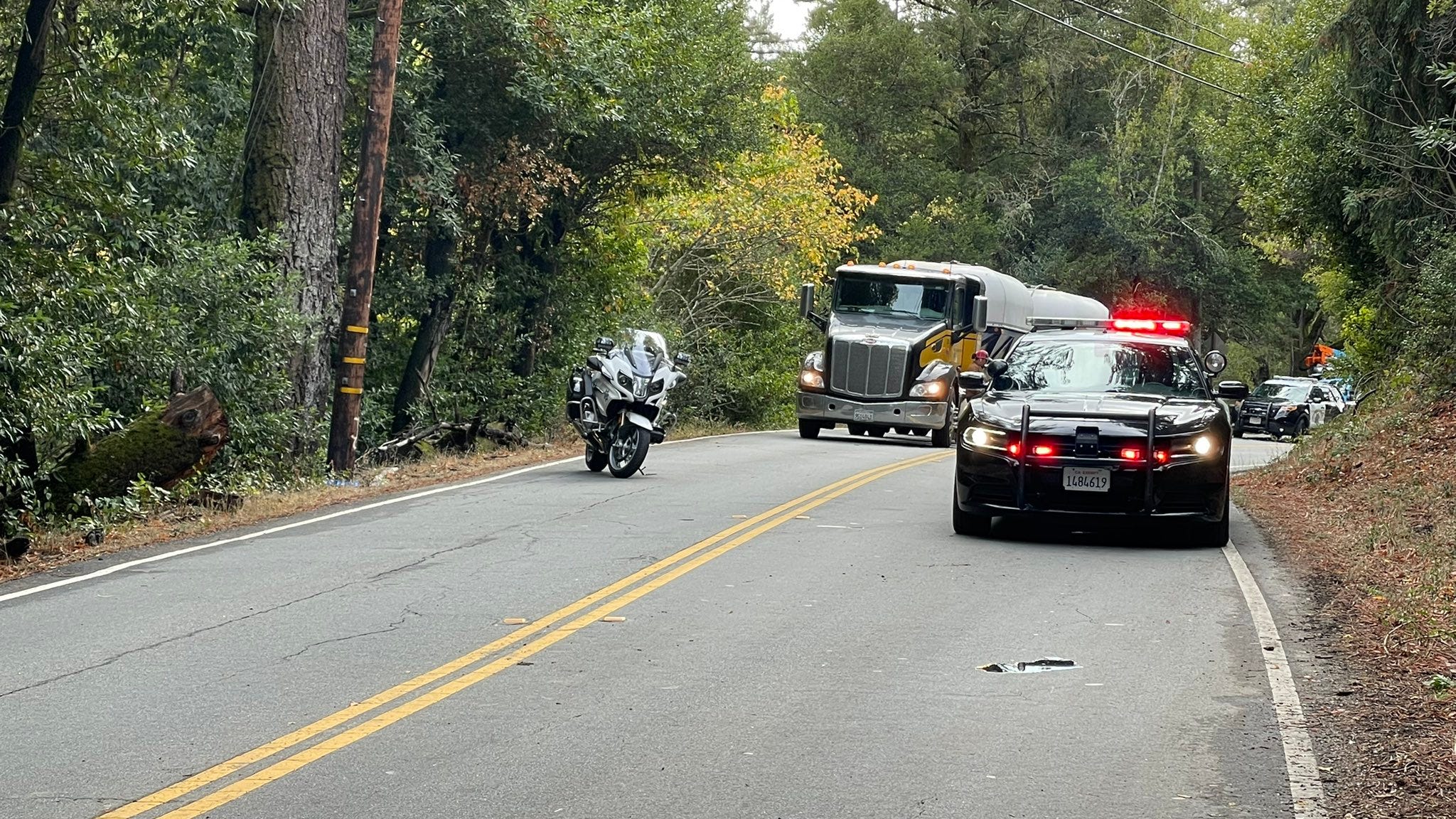 Driver crushed to death by falling tree in Santa Cruz County