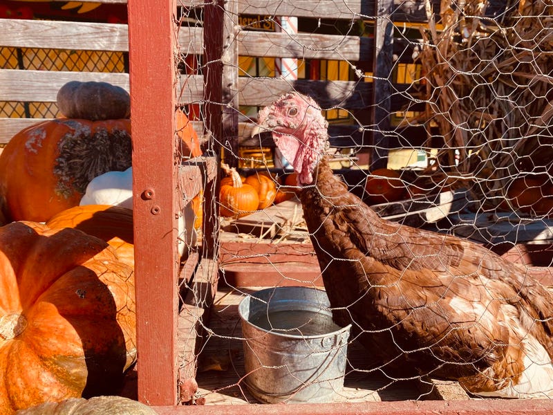 Turkey pardoned in Grapevine