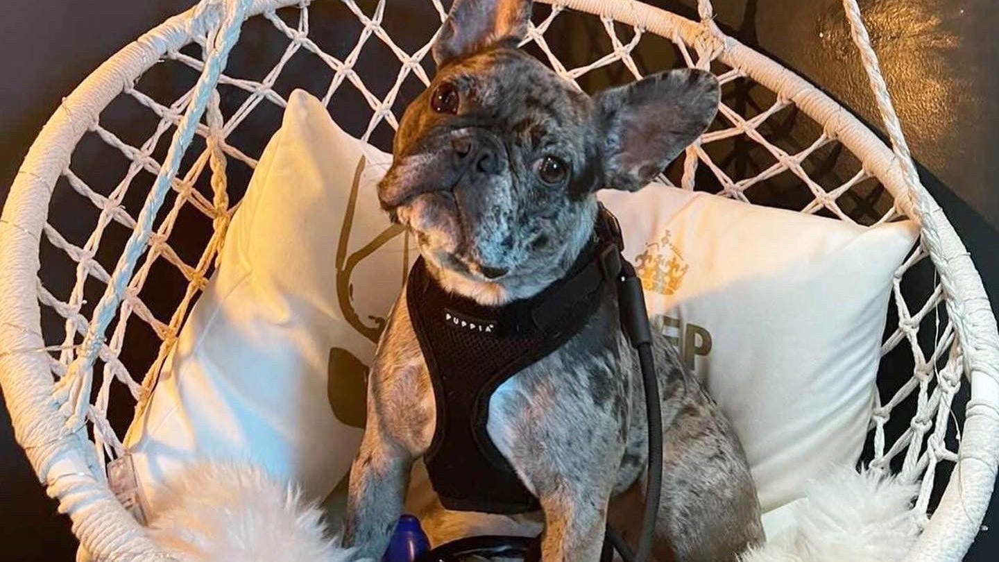 Woman robbed of French Bulldog at gunpoint in Oakland