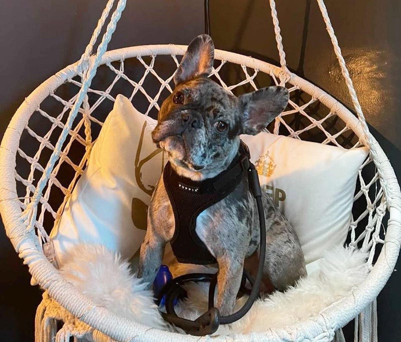 Police are conducting an investigation after a woman was robbed of her French Bulldog at gunpoint in Oakland on Friday.