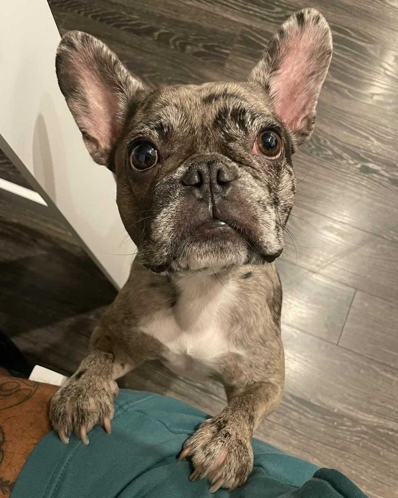 Police are conducting an investigation after a woman was robbed of a French Bulldog at gunpoint in Oakland on Friday.