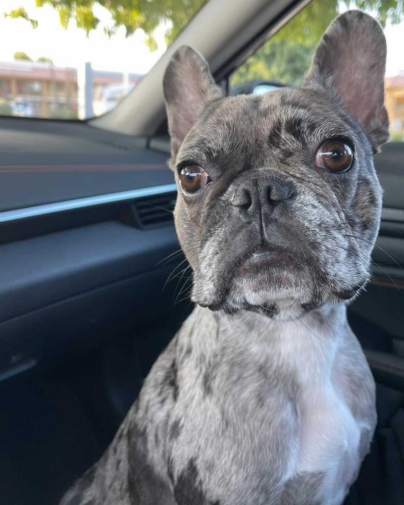 Police are conducting an investigation after a woman was robbed of a French Bulldog at gunpoint in Oakland on Friday.