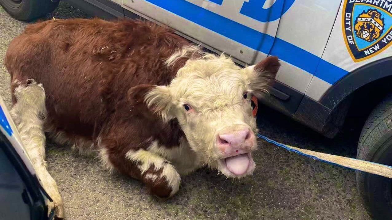 'Only in New York': Loose cow captured after chase through Flushing Meadows park