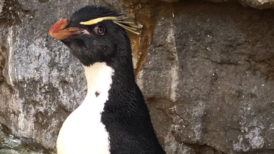 St. Louis Zoo mourns viral sensation penguin and tiger who battled COVID-19