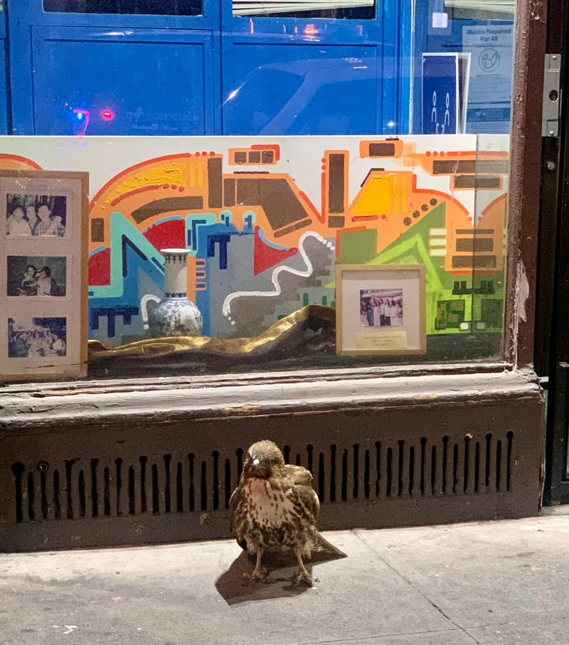 San Francisco Police rescued an injured hawk in the Tenderloin.