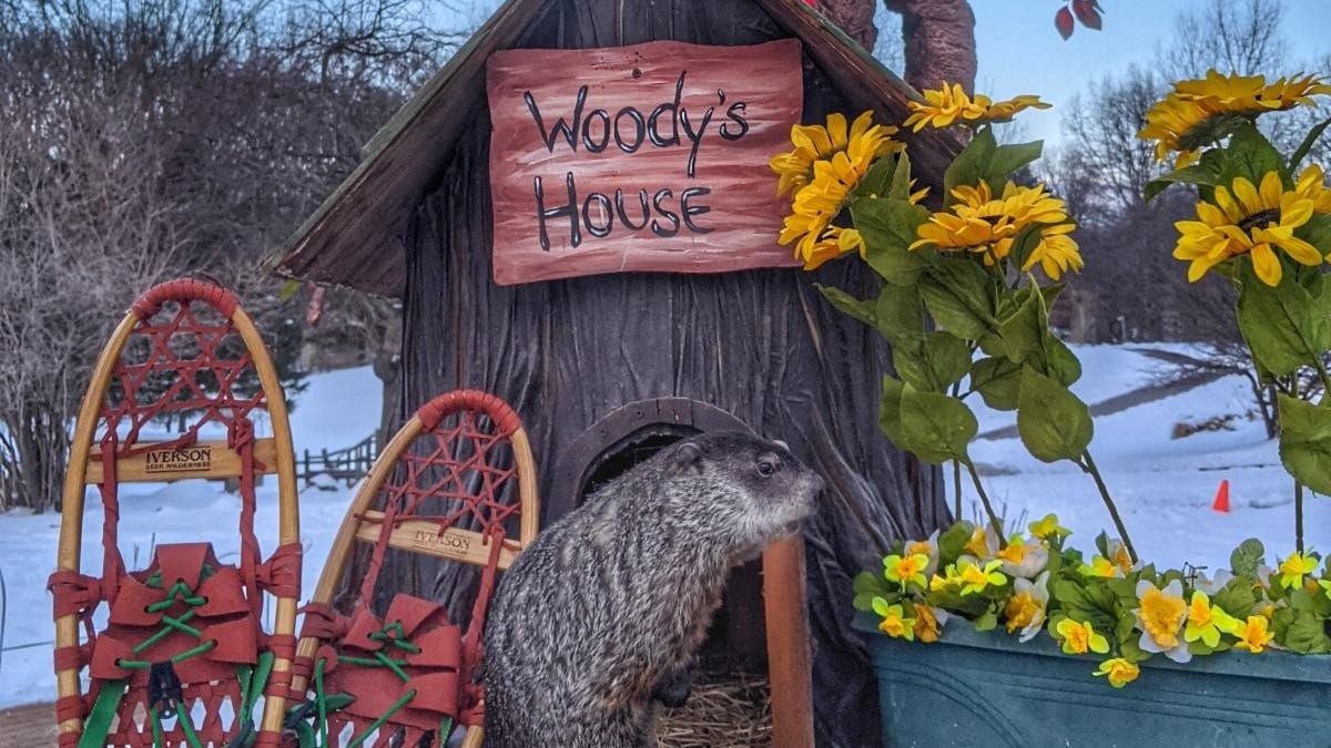 Michigan's official groundhog Woody the Woodchuck takes snow day postponing annual weather prediction