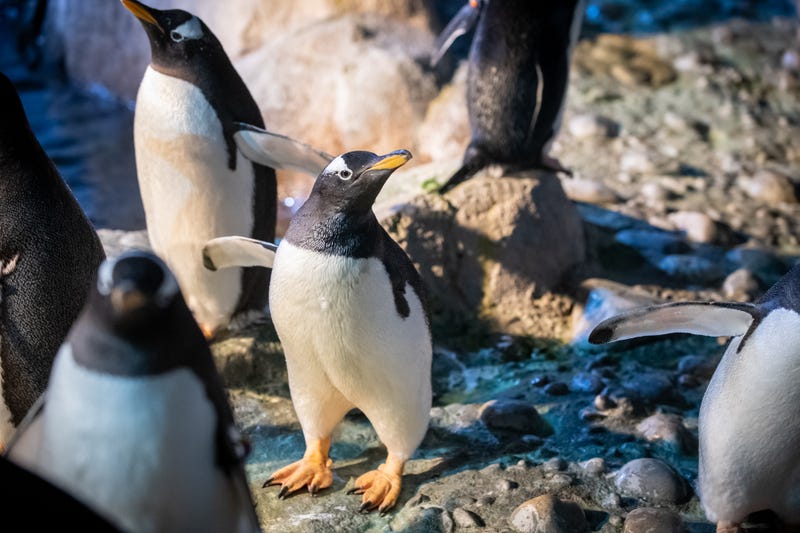 Floppy the Penguin