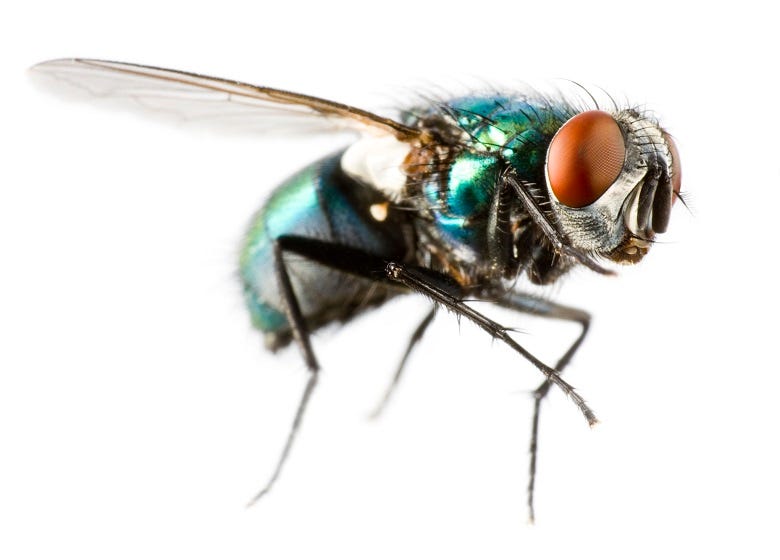 closeup of a fly
