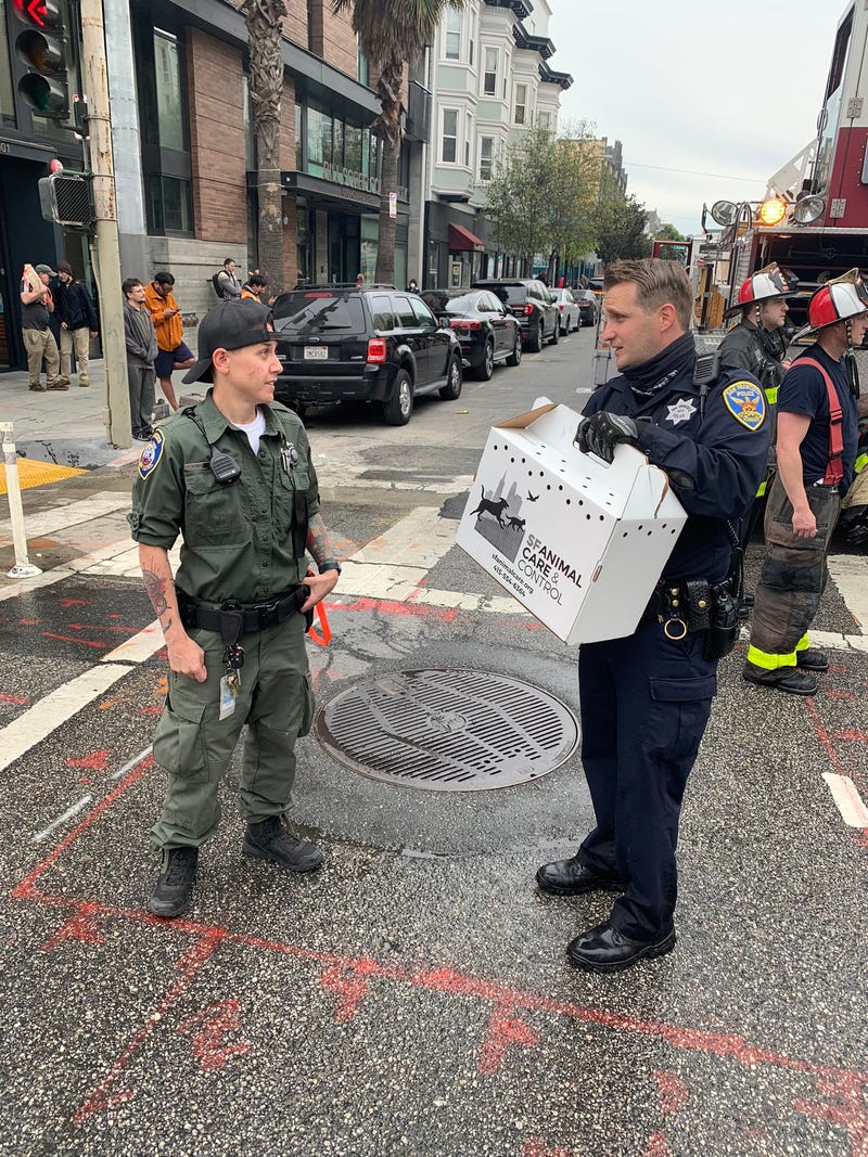 Eight pets have been rescued after an apartment fire erupted in San Francisco’s South of Market neighborhood Saturday.