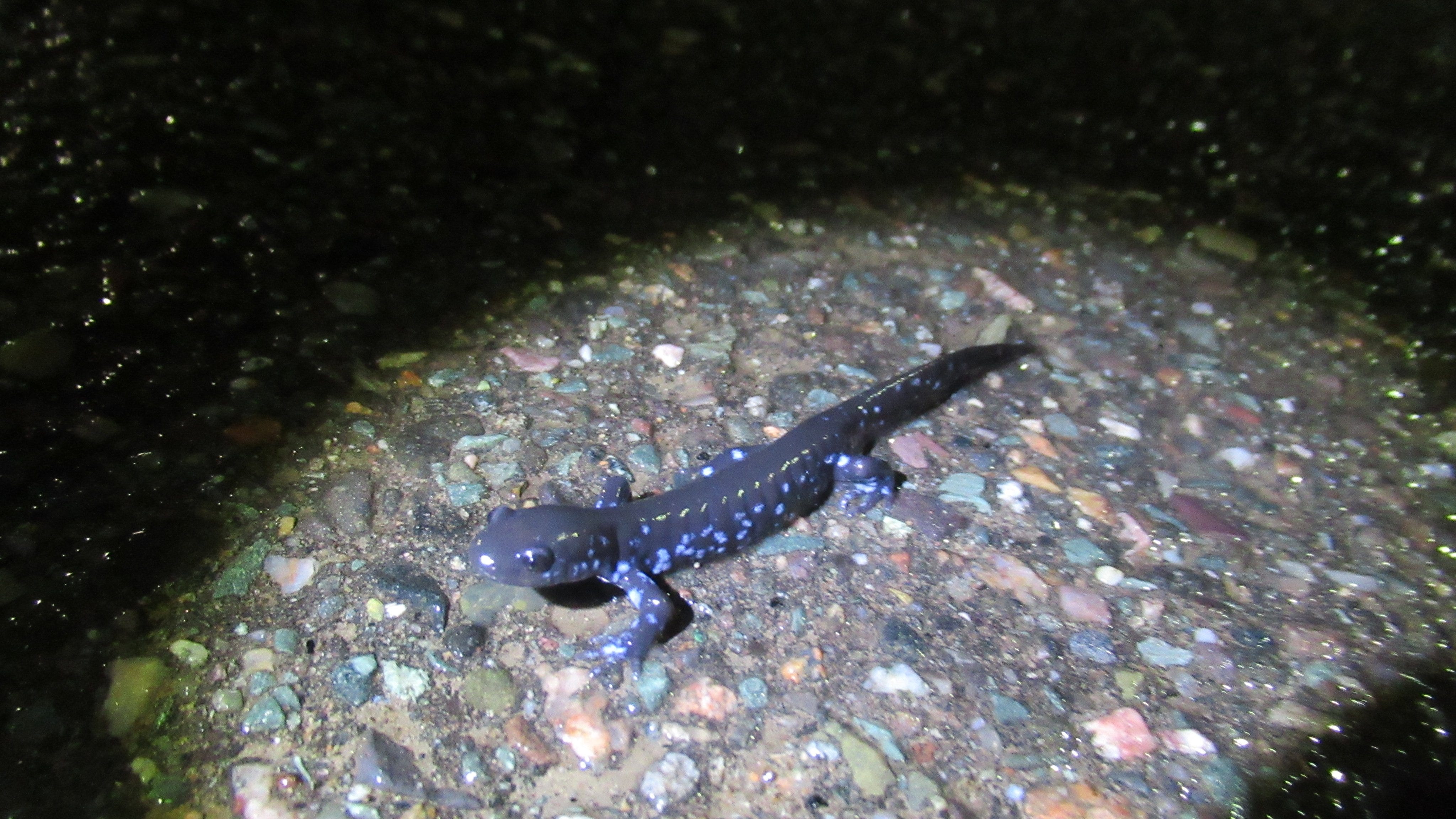Annual blue-spotted salamander migration underway in Northern Michigan