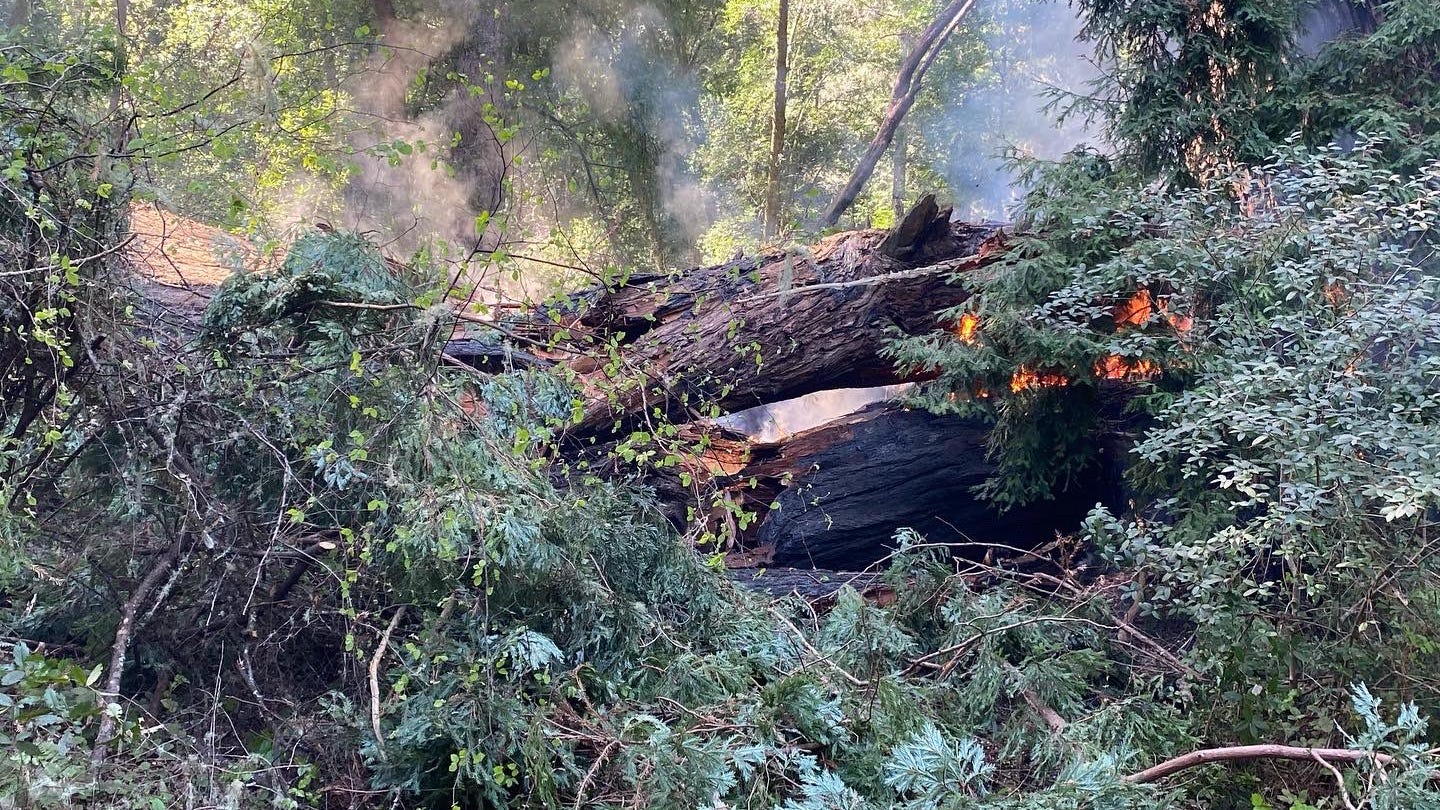 Iconic tree at Samuel P. Taylor State Park collapses in fire