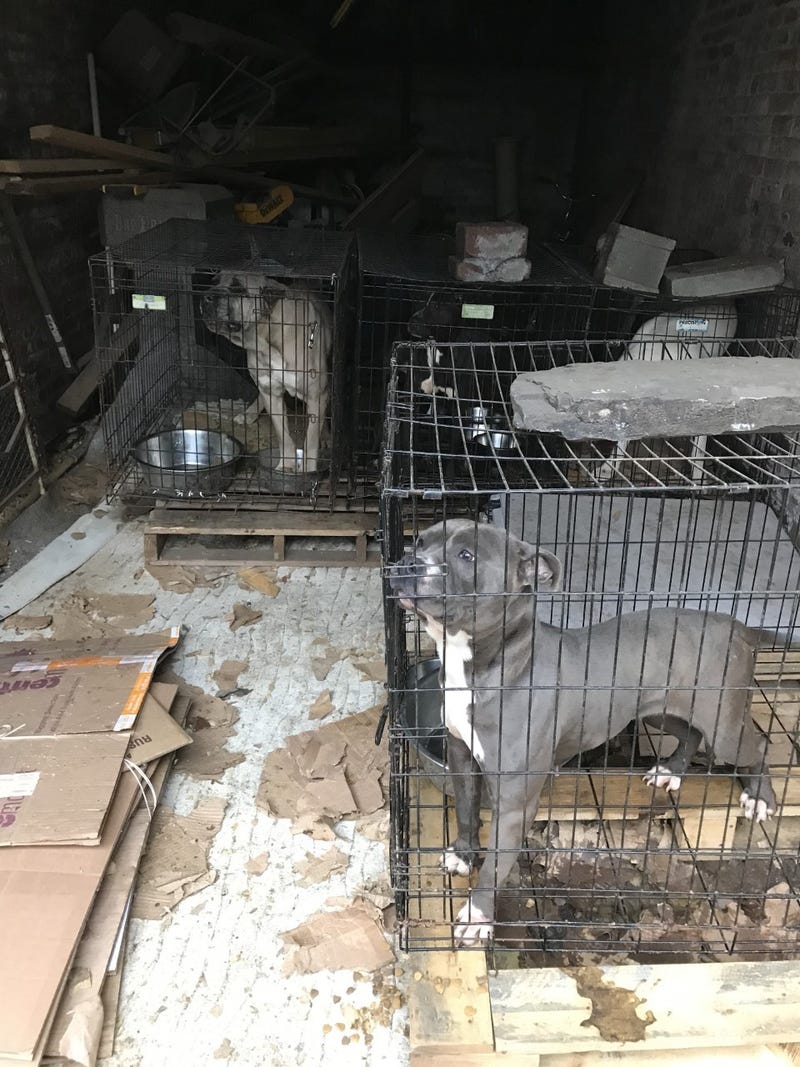 Owner arrested after 27 dogs found in 'inhumane' conditions in Brooklyn home
