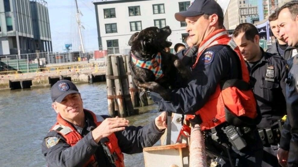PHOTOS: Woof! Puppy rescued from East River after escaping from owner