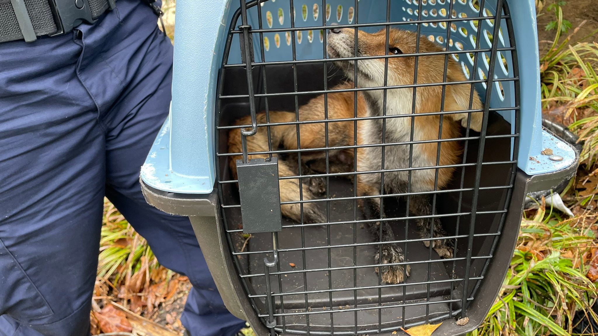PHOTOS: 'Aggressive fox' near U.S. Capitol captured after biting California Congressman