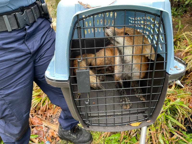 U.S. Capitol Police captured an "aggressive fox" it said had attacked visitors to the Washington landmark.