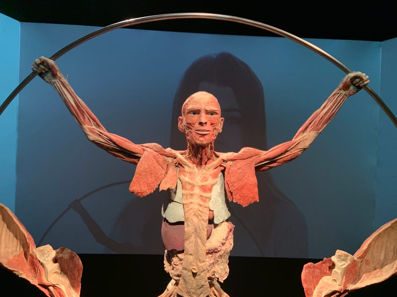 One of the many real-life preserved bodies in the Body Worlds: Vital exhibit.