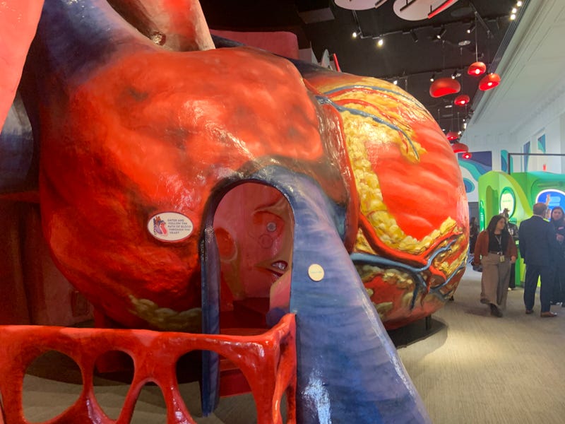 Part of the new heart exhibit at the Franklin Institute.