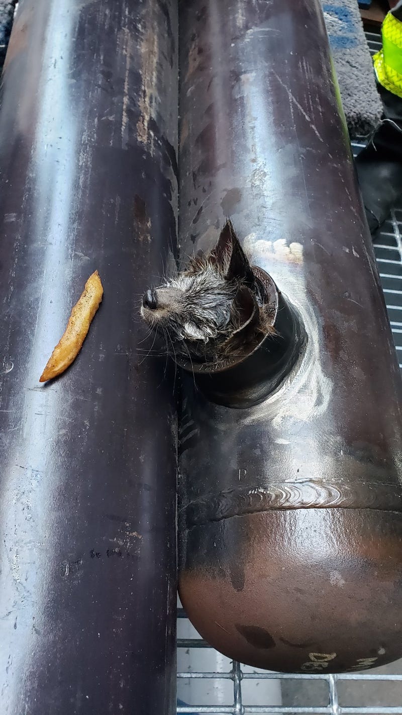 The baby fox trapped in a pipe in San Francisco.