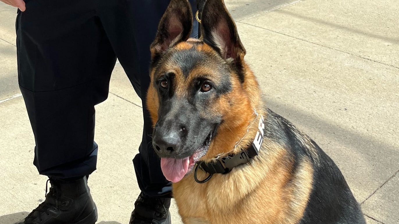 Beaumont's new K-9 officer offers security, puppy love to patients in healthcare