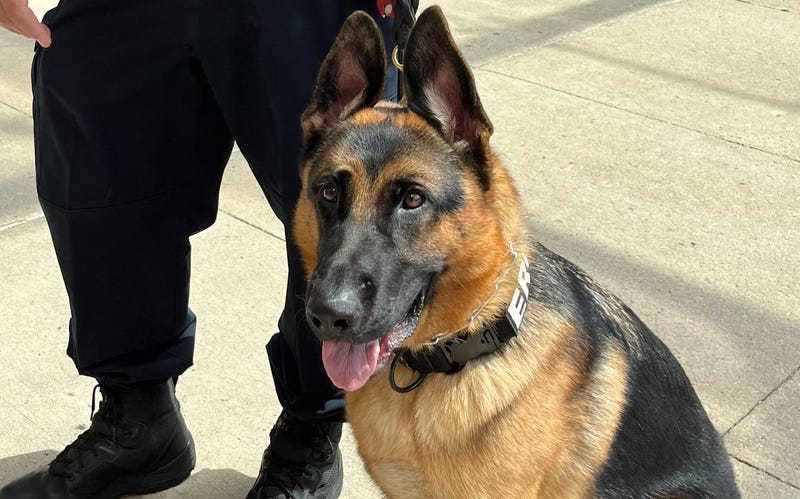 When the Beaumont Health System began looking to provide a safer environment for patients, staff and visitors, hospital administrators turned to a pointy-eared, 20-month-old German Shepherd to get the job done.