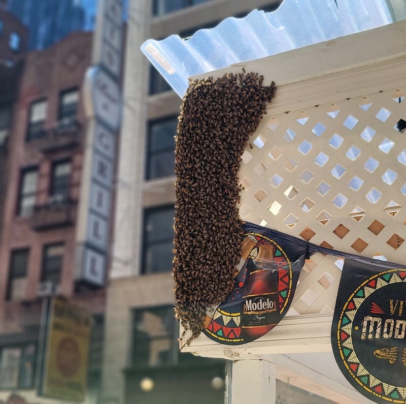 A swarm of bees on an outdoor dining structure in Midtown on Sunday