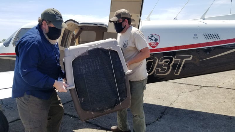 Red wolf unloaded from plane