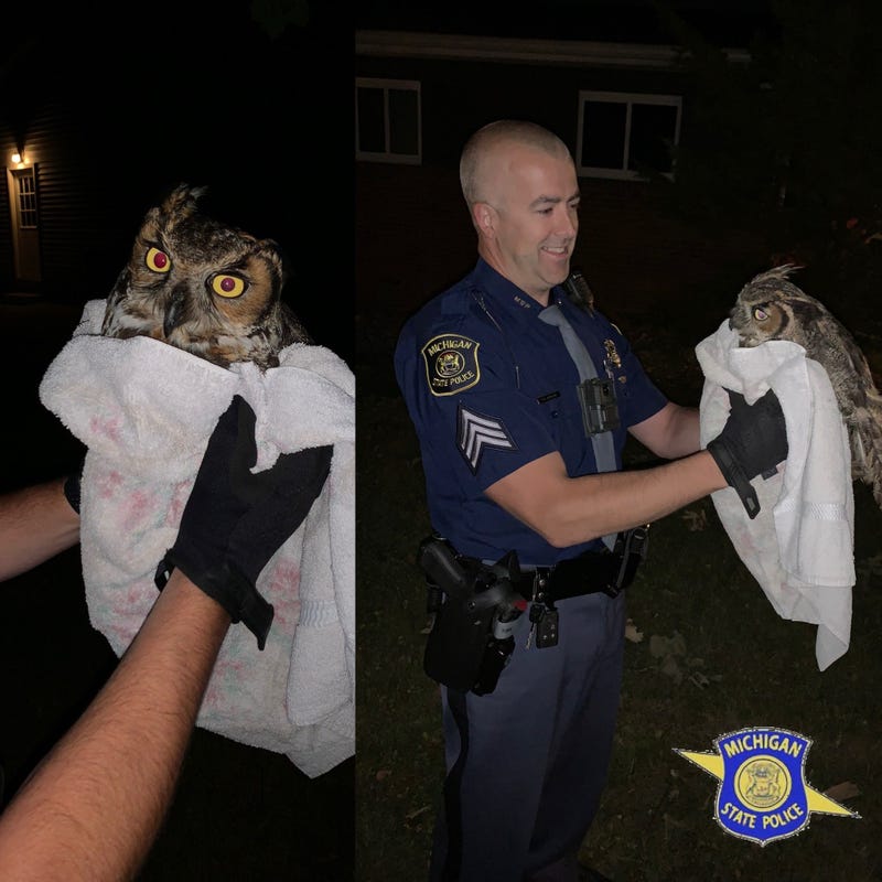 Police came to the assistance of a Great Horned Owl that was hurt after it was struck by a car on US-10 Monday evening.
