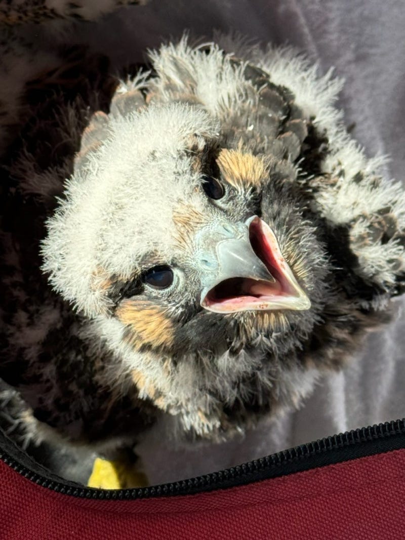 The Port Authority's George Washington Bridge peregrine falcon chicks during their banding.