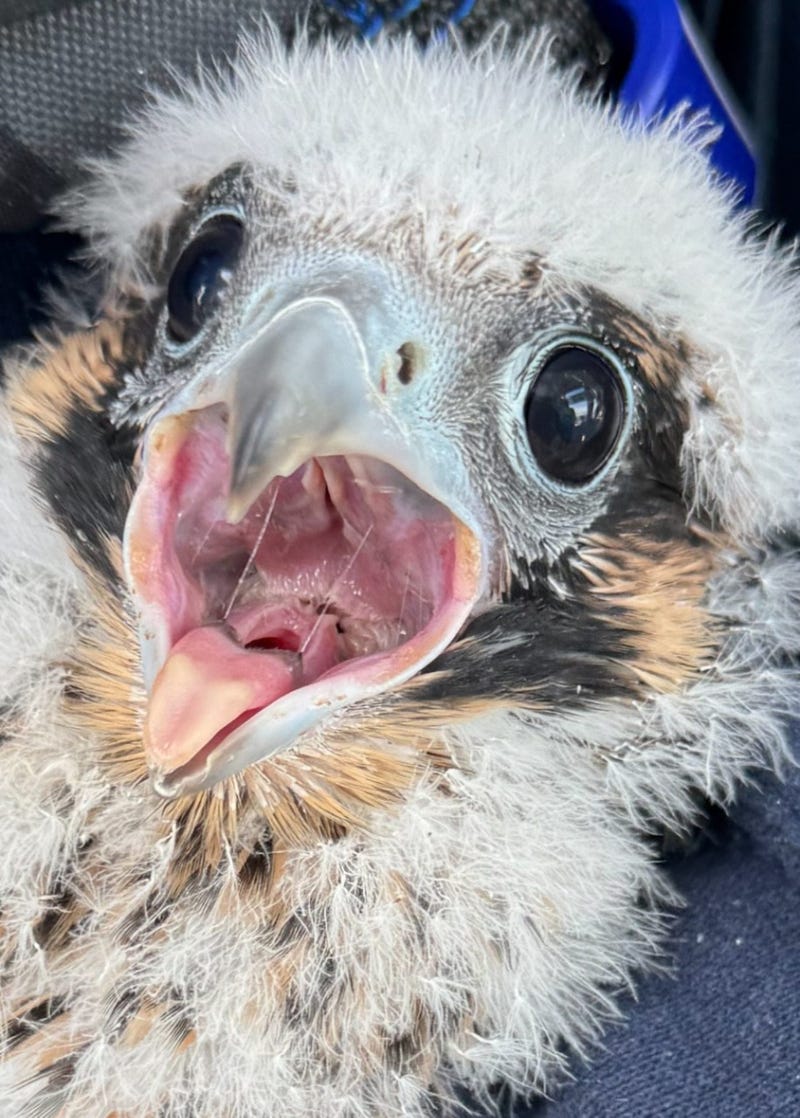 The Port Authority's George Washington Bridge peregrine falcon chicks during their banding.