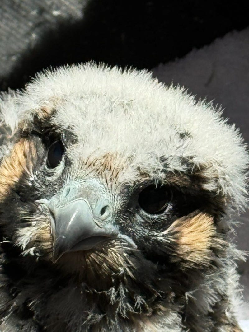 The Port Authority's George Washington Bridge peregrine falcon chicks during their banding.