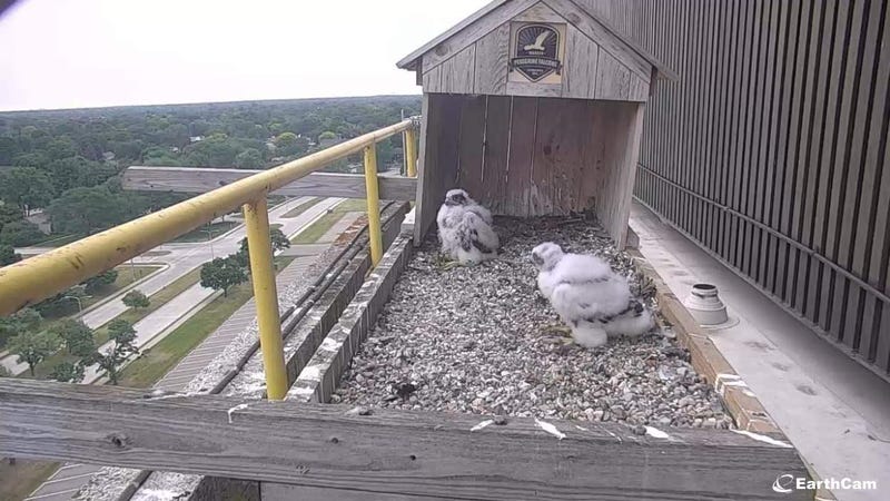 Peregrine Falcons atop the GM Tech Center in Warren