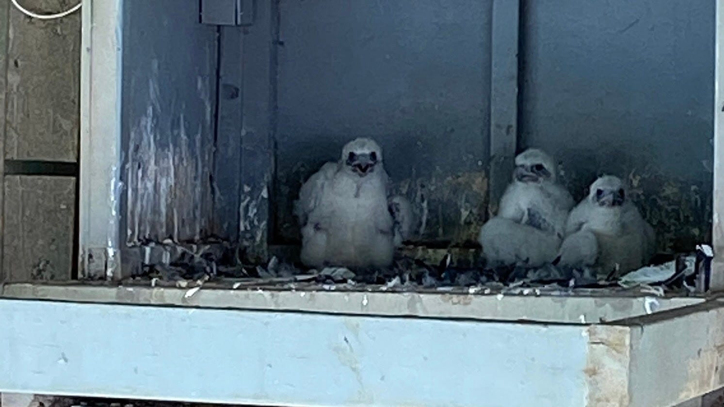 Peregrine falcon chicks banded at International Bridge in Sault Ste. Marie
