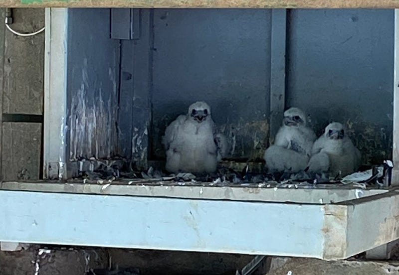 Peregrine falcons