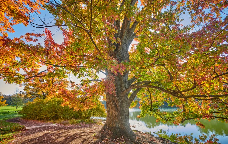 Fall colors in 2024