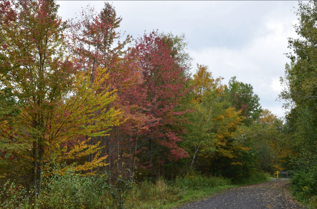 Fall Foliage in Pennsylvania