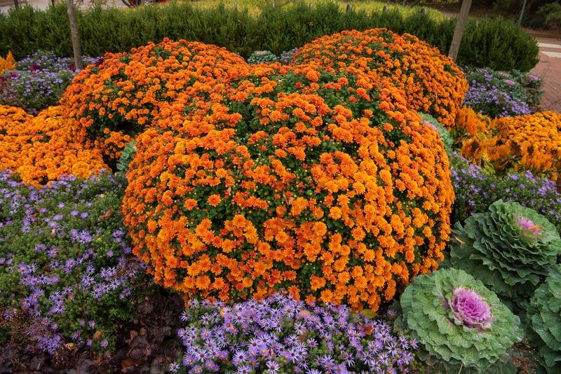 fall garden