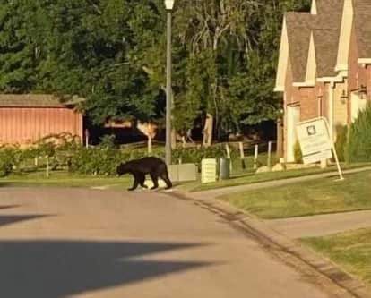 With the recent bear sightings around the northern part of town, we suggest everyone be alert.  In speaking with the Missouri Department of Conservation they indicated it is common for black bears to travel this time of year.  Should you observe one, it is suggested to keep your distance  and immediately contact central dispatch at 573-431-3131.